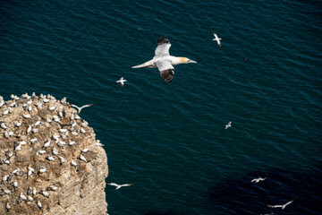 Close up of single Gannet Flying, Large wingspan White Sea-Bird, over cliffs with a large nesting population of birds below on cliff-face