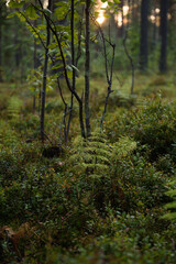 Close up of horsetail plant.