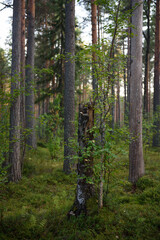 Forest landscapes before dusk.