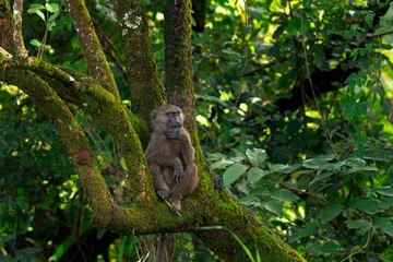 Olive baboon sitting on the branch. Baboon in the rainforest. Wildlife in the Uganda. 