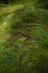 Swampy area of the north. Landscape view.