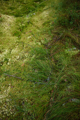 Swampy area of the north. Landscape view.