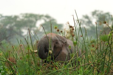 Bush elephants in the Ugandan park. Elephant eating grass. Safari in the Africa. 