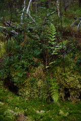 Fern in the northern forest on a swampy area.