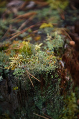 Close up background of forest micro plants.