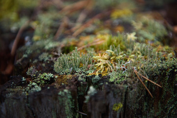 Close up background of forest micro plants.