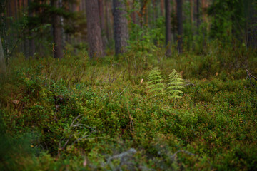 Close up of horsetail plant.