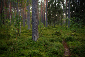 Fototapeta premium Forest landscapes before dusk.