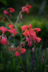 Close-up of vivid red gladioli