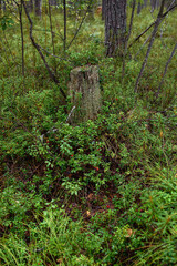 Close up of cranberry fruits