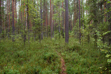 Fototapeta premium Landscape. Smapy area in the forest