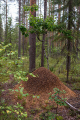 An anthill in the forest close-up.