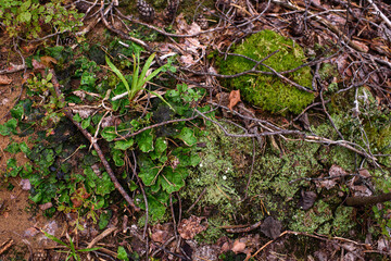 Close up of moss and lichens