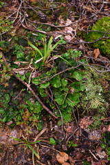 Close up of moss and lichens