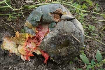 Rotten watermelon with a natural background