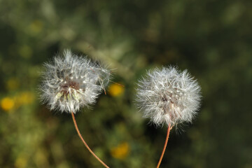 Closeup view of beautiful white fluffy dandelions outdoors