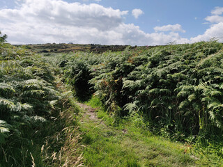 Bray to Greystones - Cliff walk, Bray, dublin, Ireland