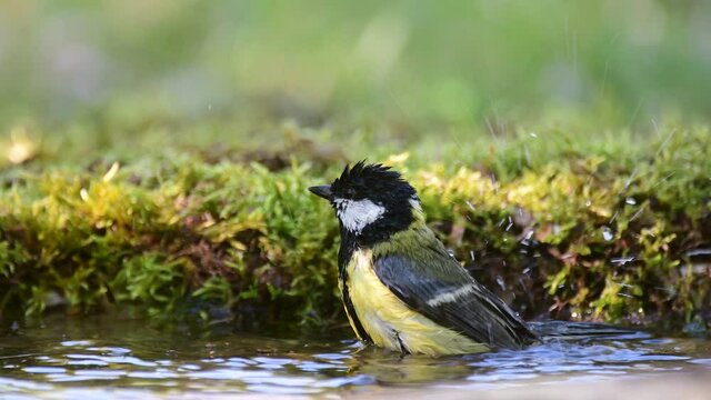 Garden bird Great tit Parus major, bathing in water on a beautiful background. Close up.