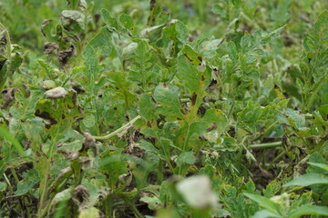 Watermelon leaves with a natural background