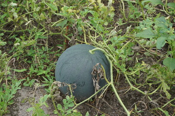 Green Watermelon with a natural background