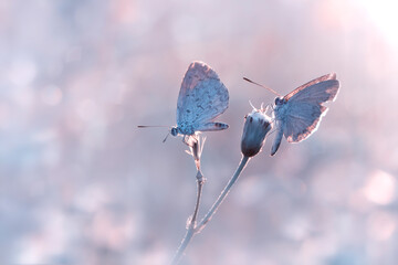 Little white Bog copper butterfly in various beautiful moment with natural colorful background