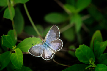 Little white Bog copper butterfly in various beautiful moment with natural colorful background