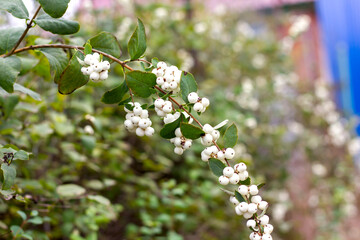 snowberry in autumn with white berries on a branch along the fence of the mesh netting perspective