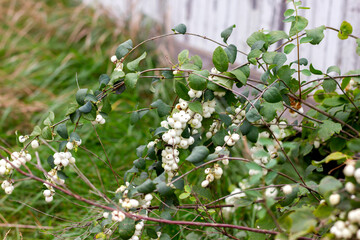 snowberry in autumn with white berries on a branch along the fence of the mesh netting perspective