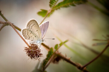 Little white Bog copper butterfly in various beautiful moment with natural colorful background