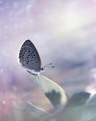 Little white Bog copper butterfly in various beautiful moment with natural colorful background