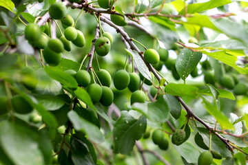 green unripe plum berries hang on a branch in the garden close-up