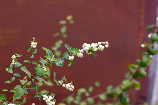 snowberry in autumn with white berries on a branch along the fence of the mesh netting perspective