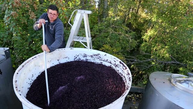 winemaker vintner punch down winery