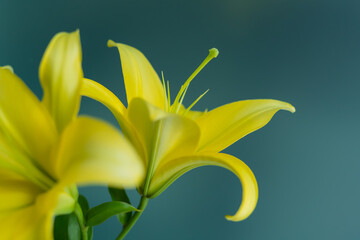 Fototapeta na wymiar 黄色いユリの花束のイメージ
