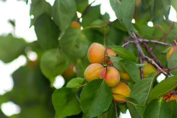 ripe apricots on a branch close up with green leaves