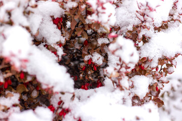 bush with red berries of barberry in winter in the snow close-up