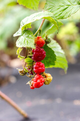 ripe red juicy raspberry hanging on a twig in the sunlight in the garden close-up