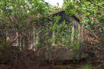Wooden house hidden behind tree branches. Kauai Island in Hawaii, USA