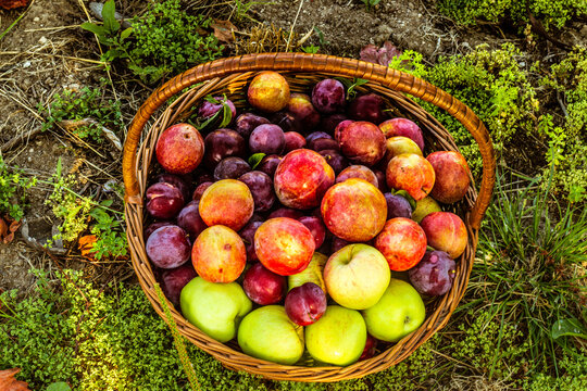 basket of plums in the floor