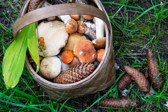 Basket with mushrooms. Mushroom platter. Lots of porcini and boletus mushrooms in a wicker basket. Picking mushrooms in the forest.
