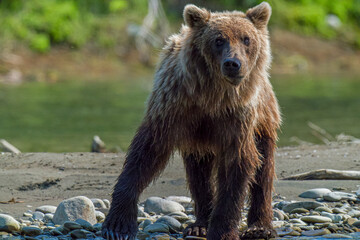 Fototapeta premium Bear looking