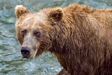Fototapeta na wymiar Brown bear looking