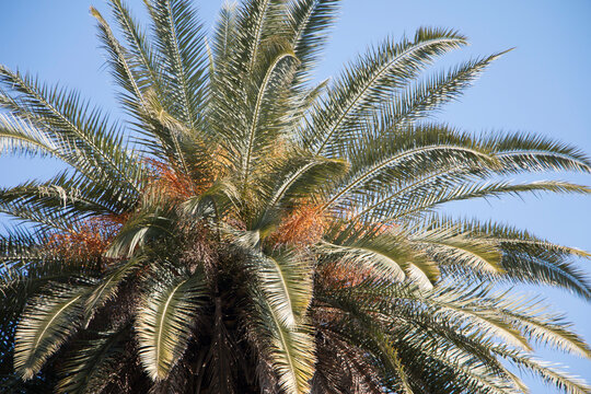 Palmeras en d&iacute;a soleado con cielo despejado