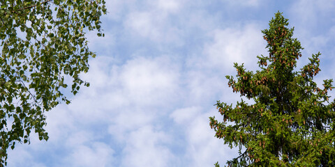 Tree tops in the form of a frame. Branches against the sky. Spruce with cones and a birch twig on a sky background.