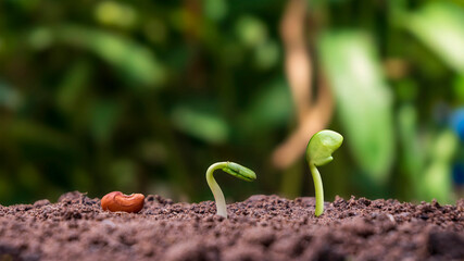 Presentation of plant germination sequence and plant growth concept in suitable external environment.