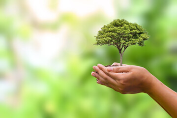 Naklejka na ściany i meble Tree planted in human hands with natural green background. concept of plant growth and environmental protection on world environment day