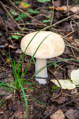 White mushroom. Edible mushrooms grow in the forest. Mushroom family.