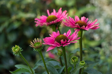 Obraz premium Pink Echinacea in flower in a garden in summer, United Kingdom