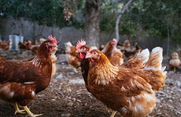 chicken