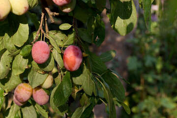 Victoria plums ripening on a tree in summer, England, United Kingdom